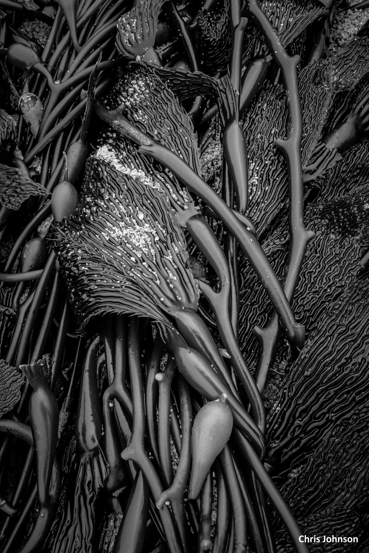 A black and white shows a close-up of kelp with sand in the ridges of the blades.